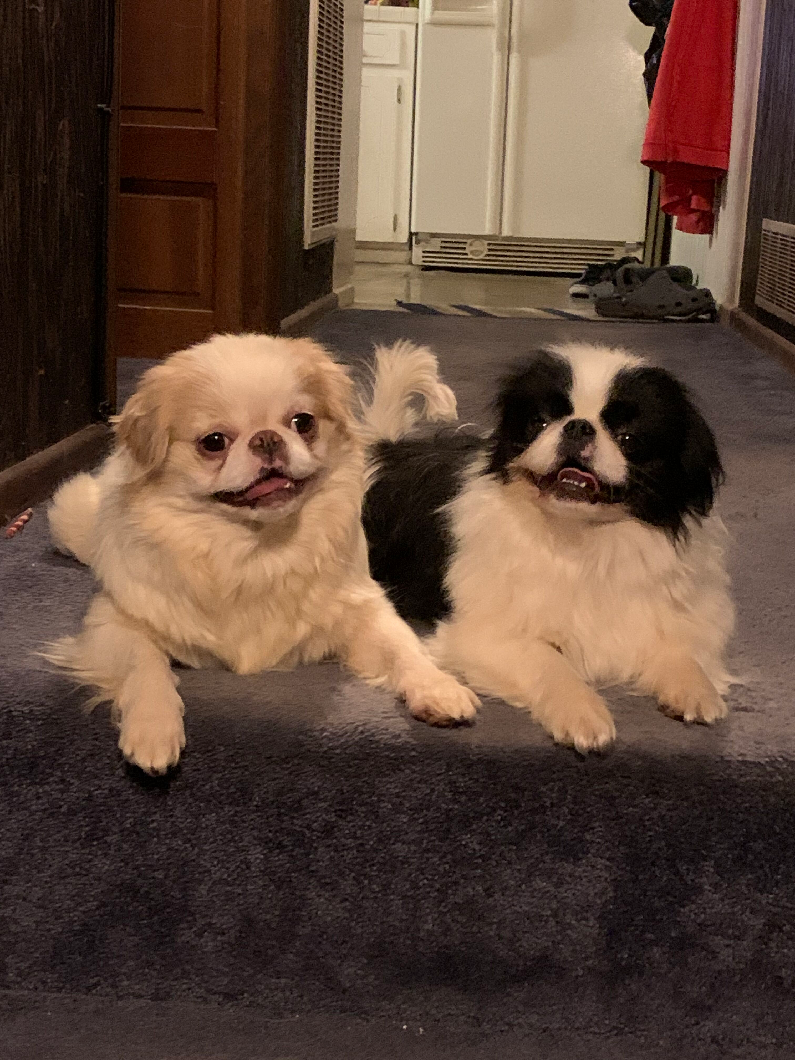 Zora and Pumpkin sitting together in the hallway